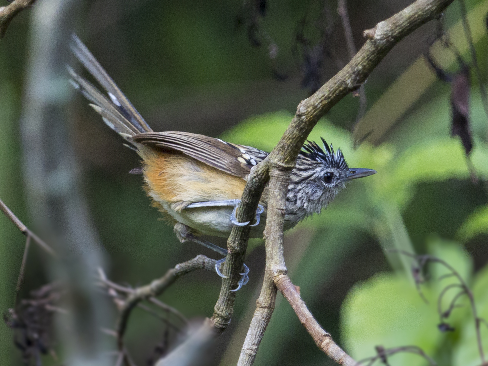 Klages's Antbird illustration