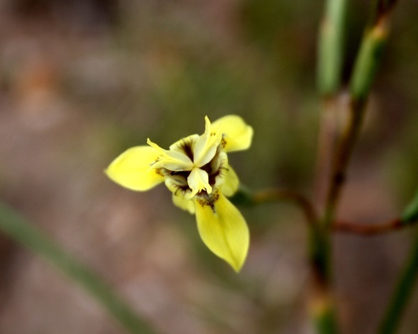 Visciramosae