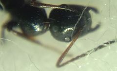 Camponotus atricolor