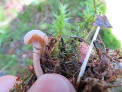 Cudonia confusa