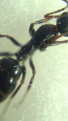Camponotus atricolor