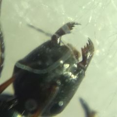 Camponotus atricolor