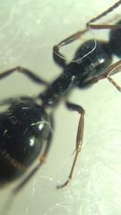 Camponotus atricolor
