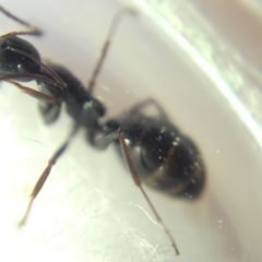 Camponotus atricolor