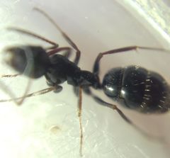 Camponotus atricolor