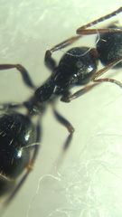 Camponotus atricolor