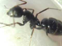 Camponotus atricolor