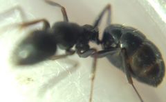 Camponotus atricolor
