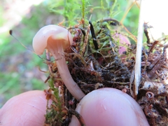 Cudonia confusa