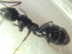 Camponotus atricolor