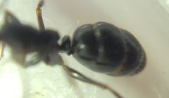 Camponotus atricolor