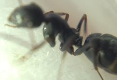 Camponotus atricolor