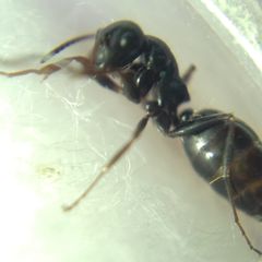 Camponotus atricolor