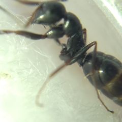 Camponotus atricolor