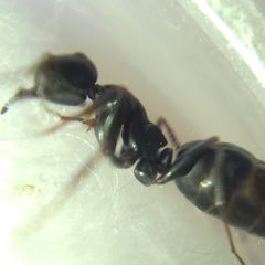 Camponotus atricolor