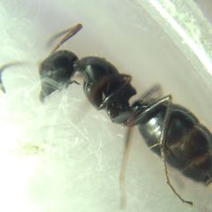 Camponotus atricolor