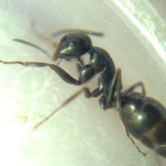 Camponotus atricolor