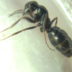 Camponotus atricolor