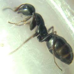 Camponotus atricolor