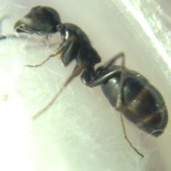 Camponotus atricolor