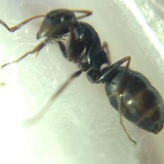 Camponotus atricolor