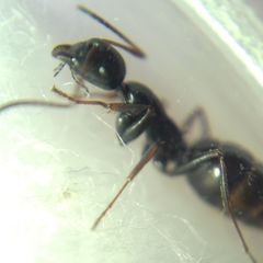Camponotus atricolor