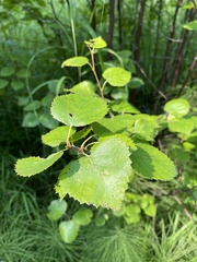 Betula platyphylla