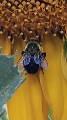 Bombus impatiens