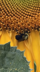 Bombus impatiens