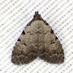 Dyspyralis puncticosta