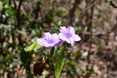 Ruellia breedlovei