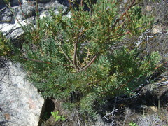 Leucadendron rourkei