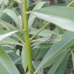 Abracris dilecta