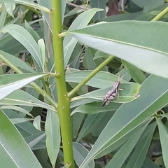 Abracris dilecta