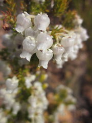 Erica glomiflora glomiflora