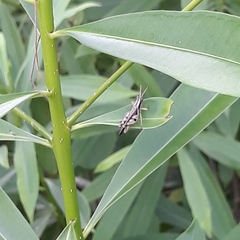 Abracris dilecta