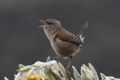 Cistothorus apolinari