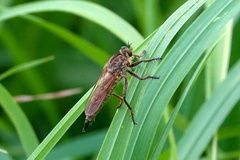 Eutolmus rufibarbis