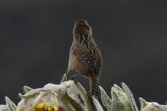 Cistothorus apolinari