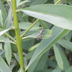 Abracris dilecta