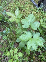 Rubus humulifolius