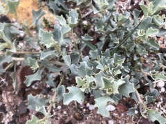 Atriplex muelleri
