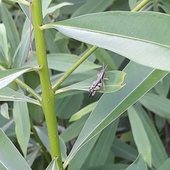Abracris dilecta