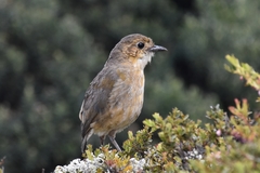 Boyaca Antpitta photo 2