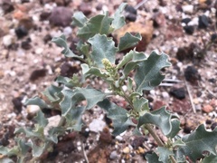 Atriplex muelleri