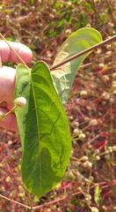 Passiflora cristalina
