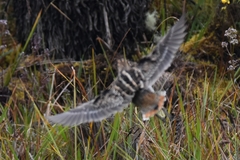 Gallinago nobilis
