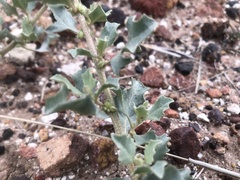 Atriplex muelleri