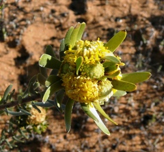 Leucadendron nitidum