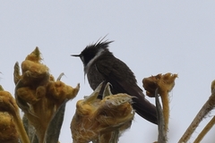 Oxypogon guerinii